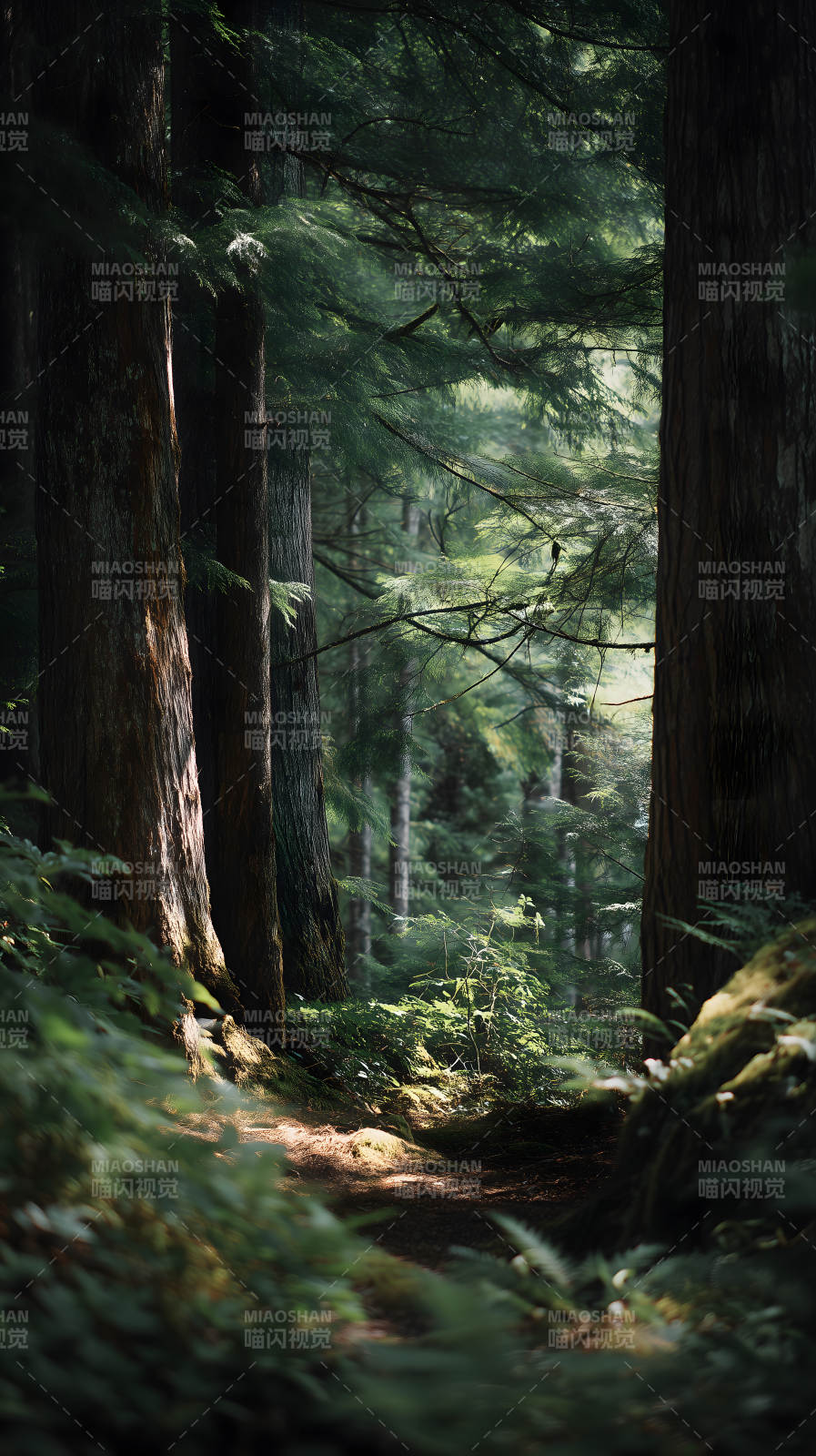 森林小径光影交织图片