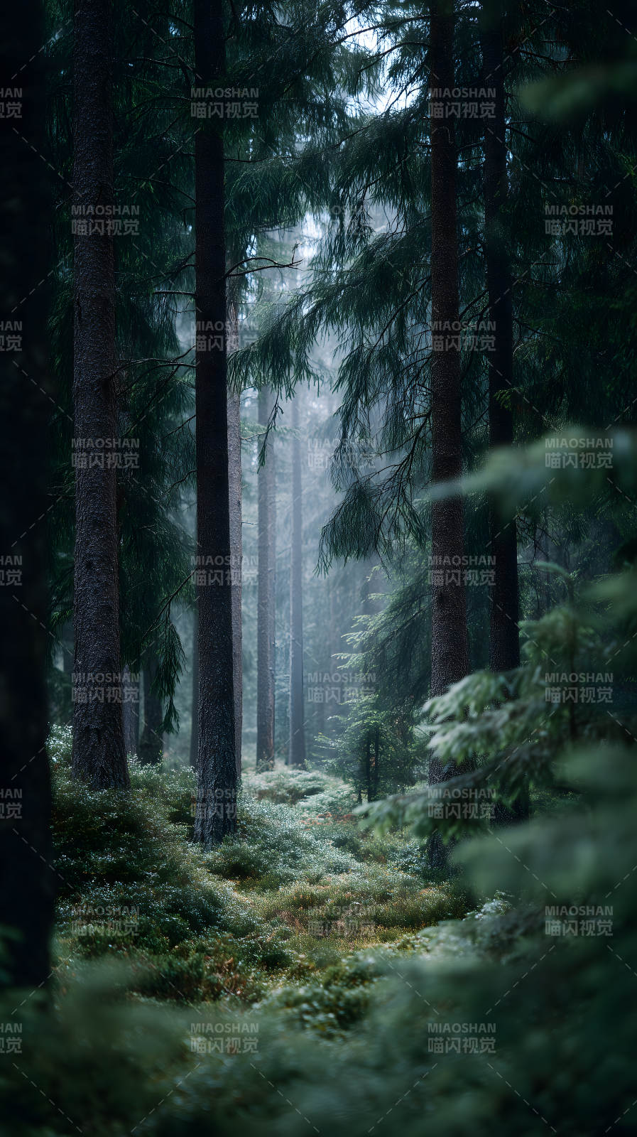 幽深森林薄雾笼罩图片
