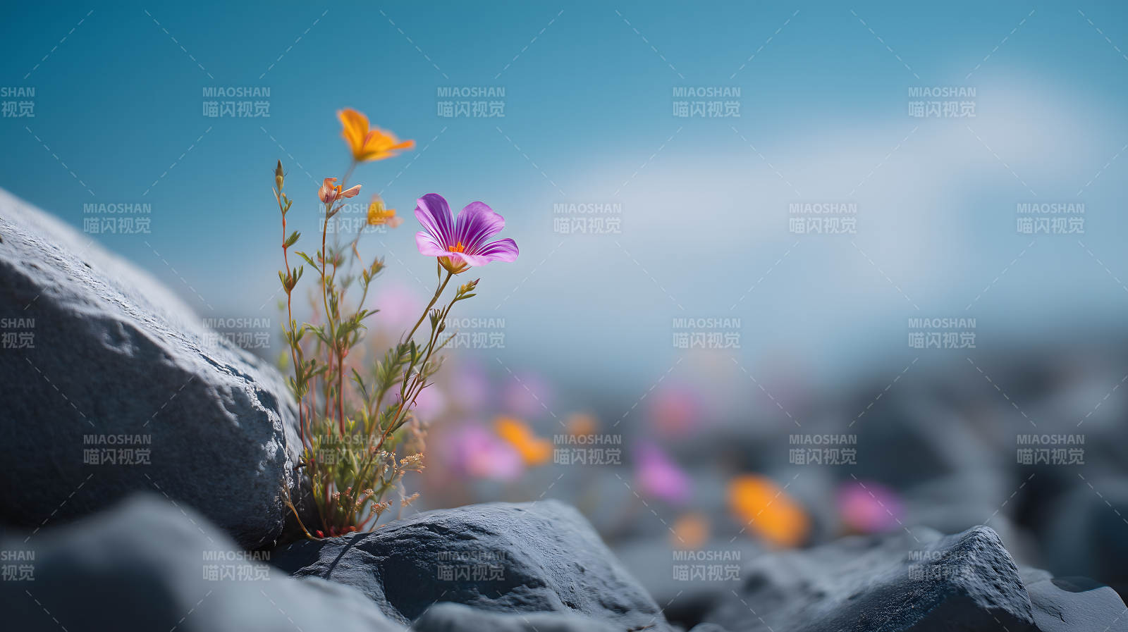 花朵岩石绽放生命力图片