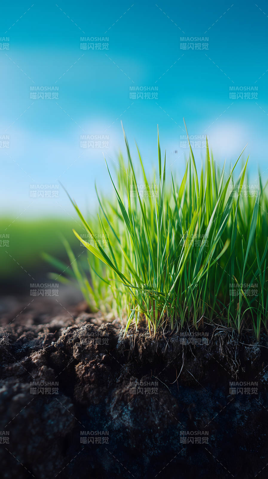 绿草蓝天阳光明媚图片