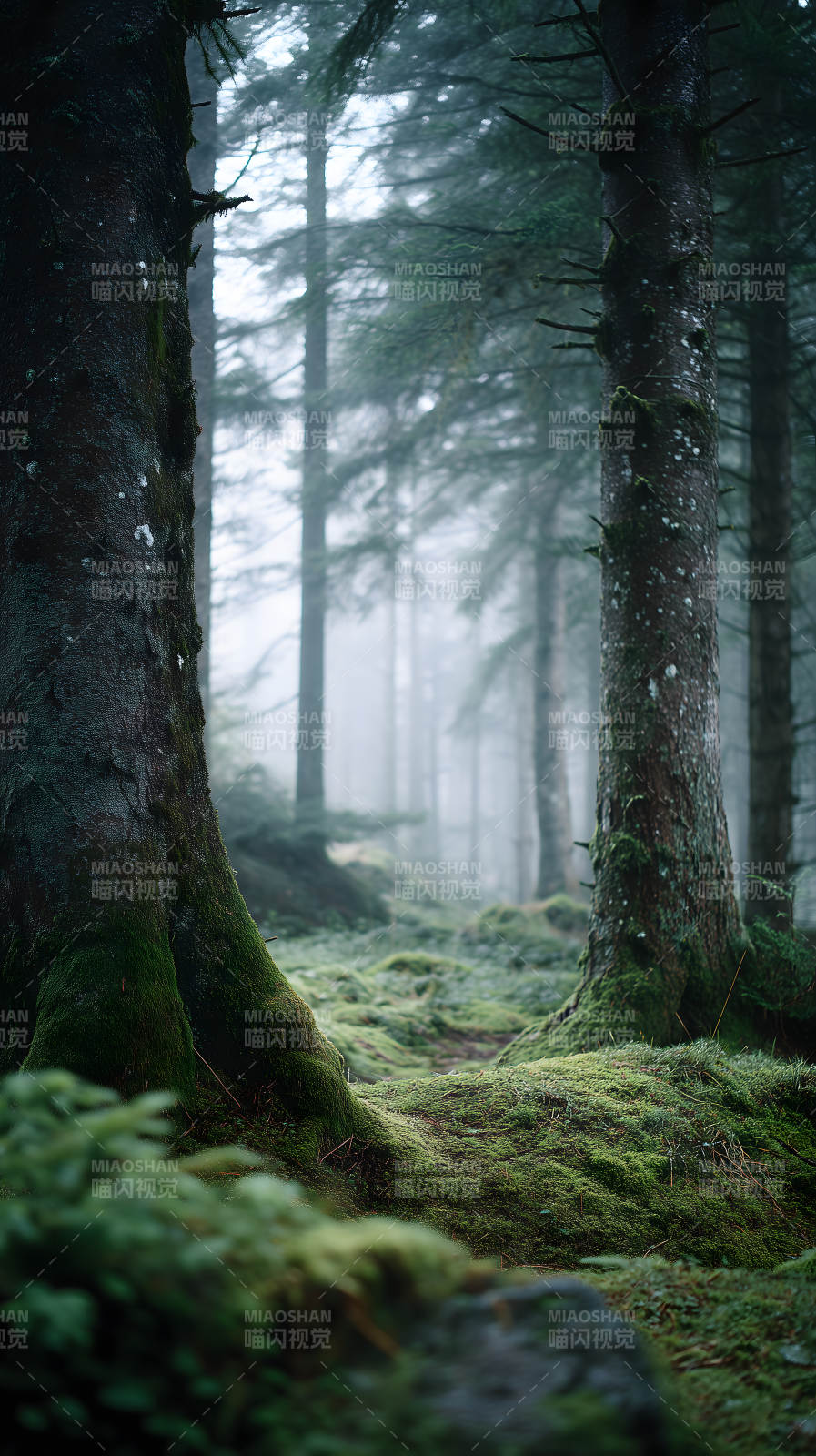 迷雾森林幽深静谧图片