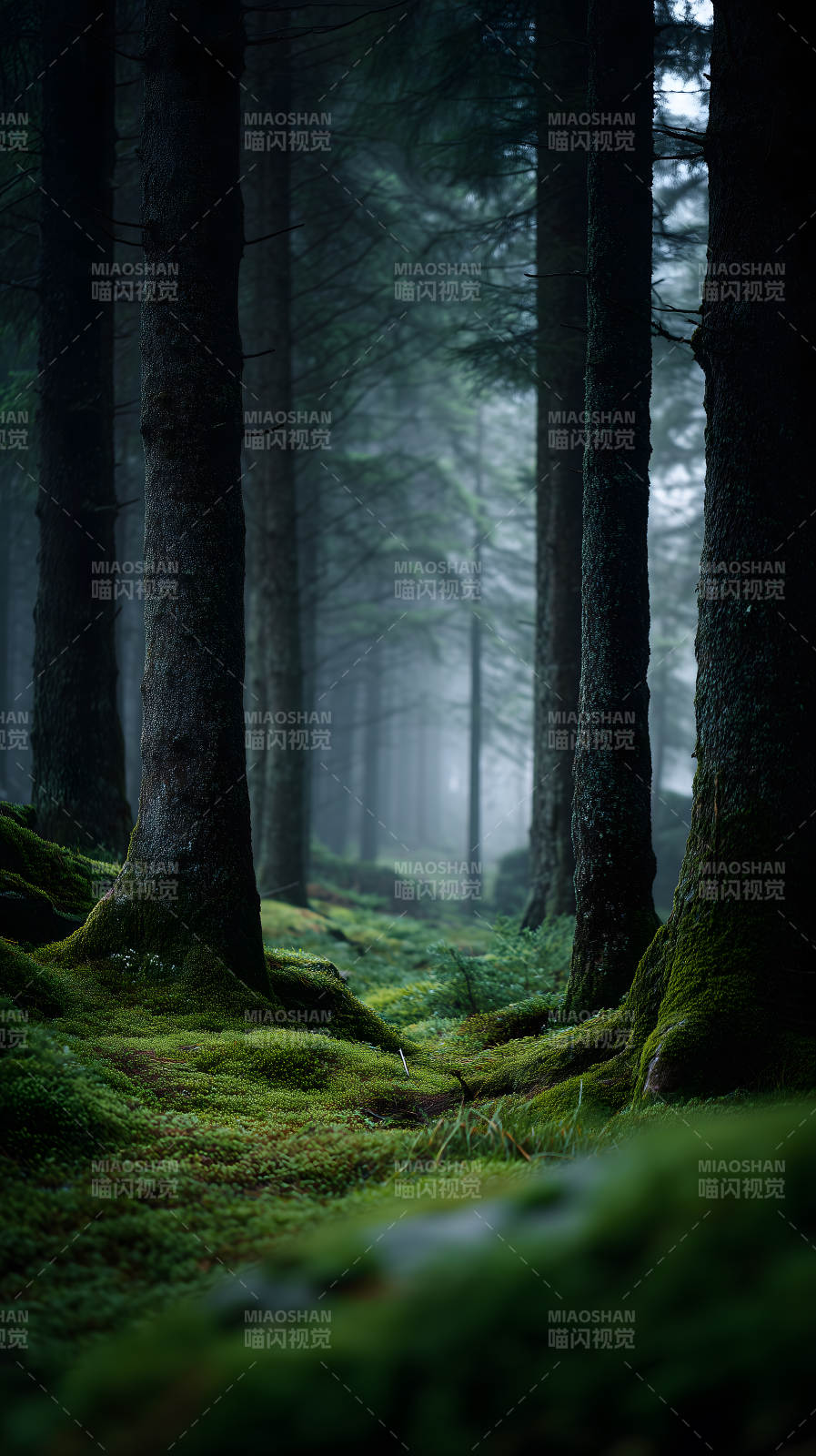 森林迷雾树影婆娑图片