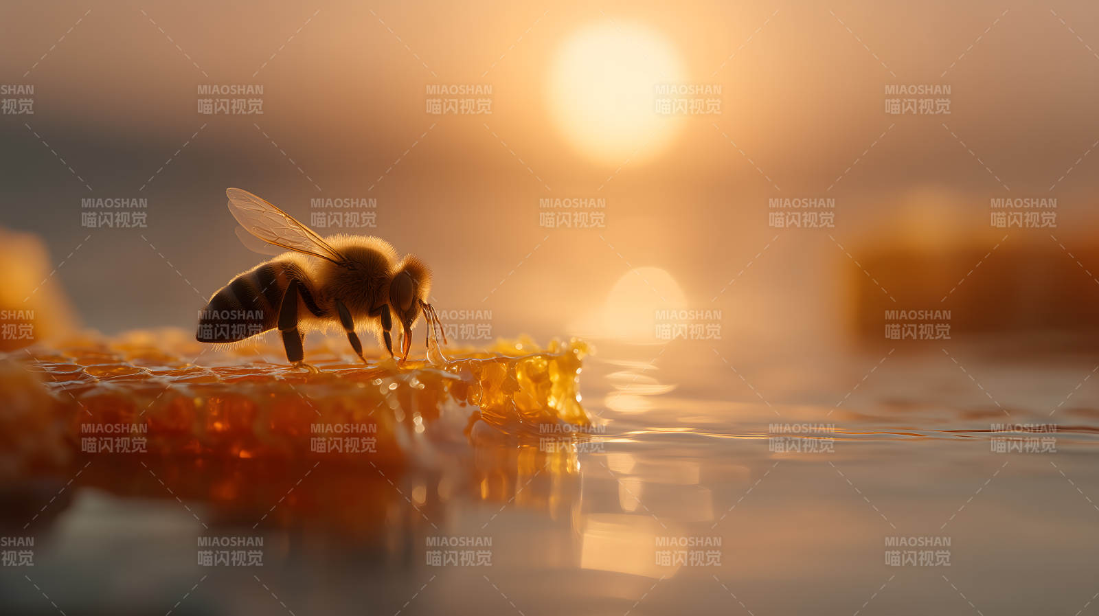 蜜蜂采蜜夕阳美景图片