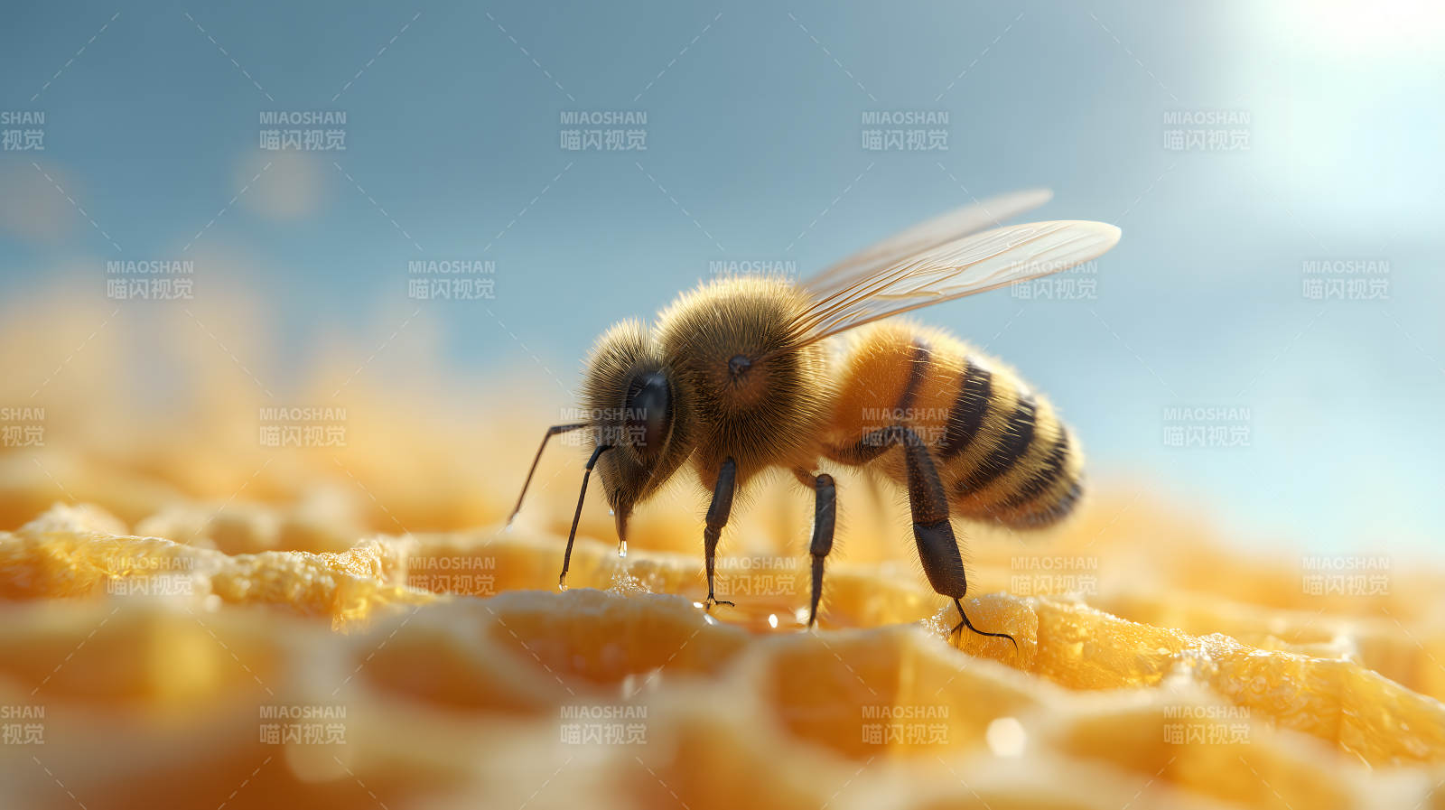蜂巢上的蜜蜂特写图片
