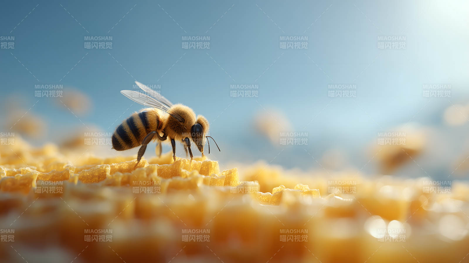蜜蜂采蜜特写图片