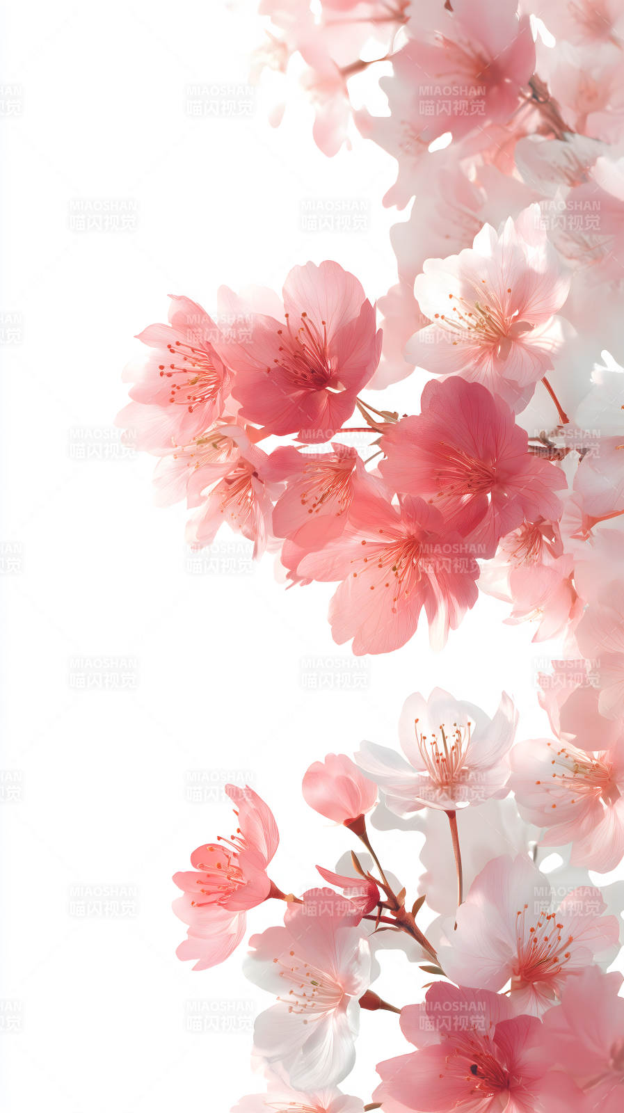 粉色樱花盛开特写图片