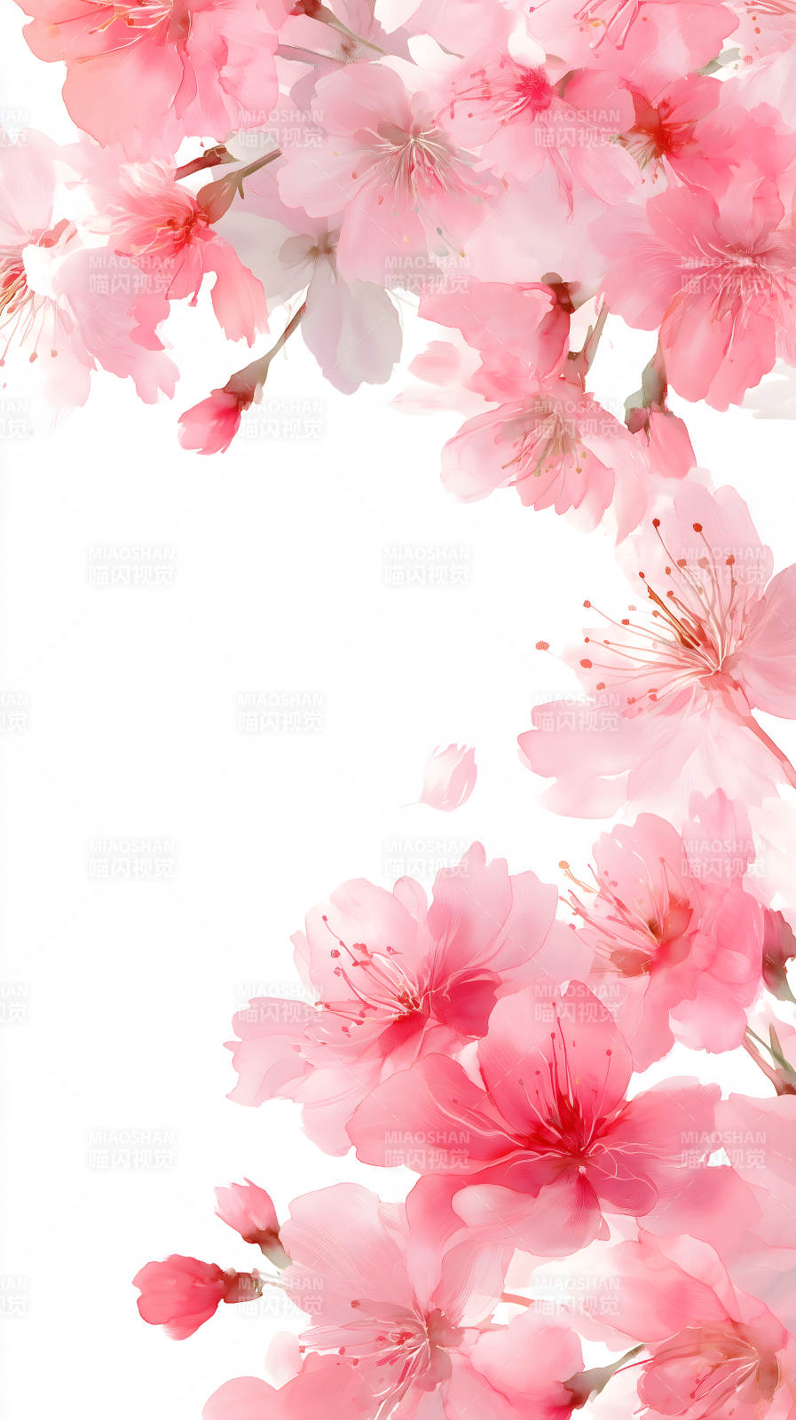 粉色樱花盛开图图片