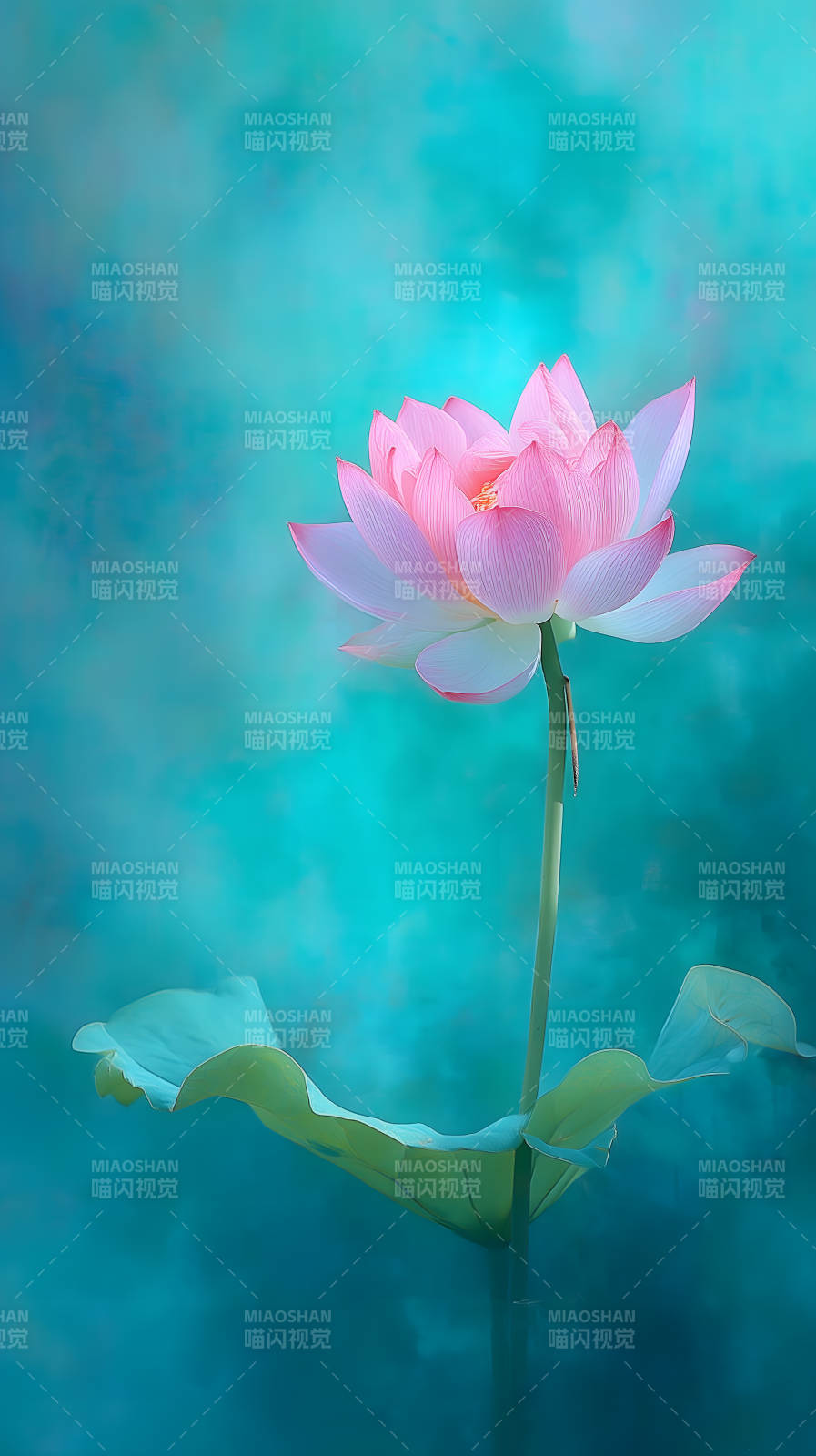 粉色莲花绽放于蓝绿色背景图片