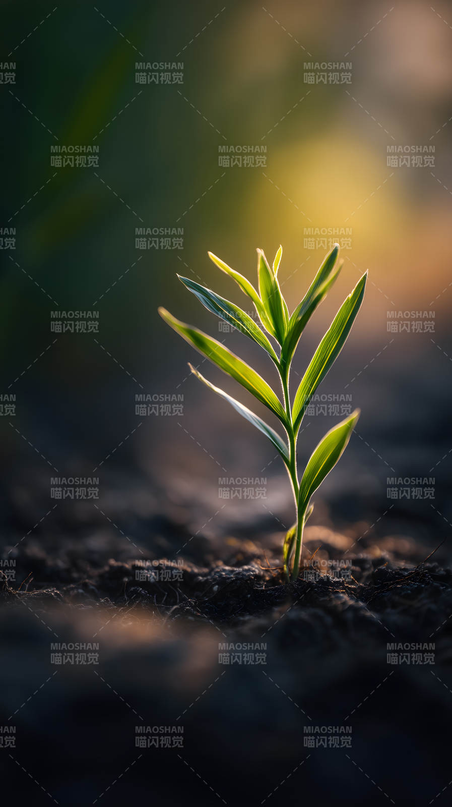 嫩芽破土而出充满生机图片