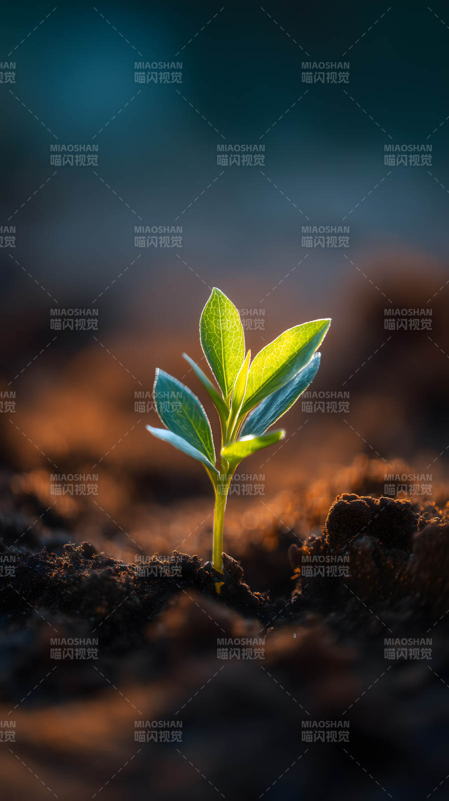 嫩芽破土新生希望之光图片