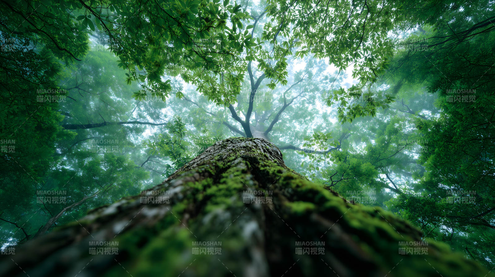 仰视森林树木枝叶茂盛图片