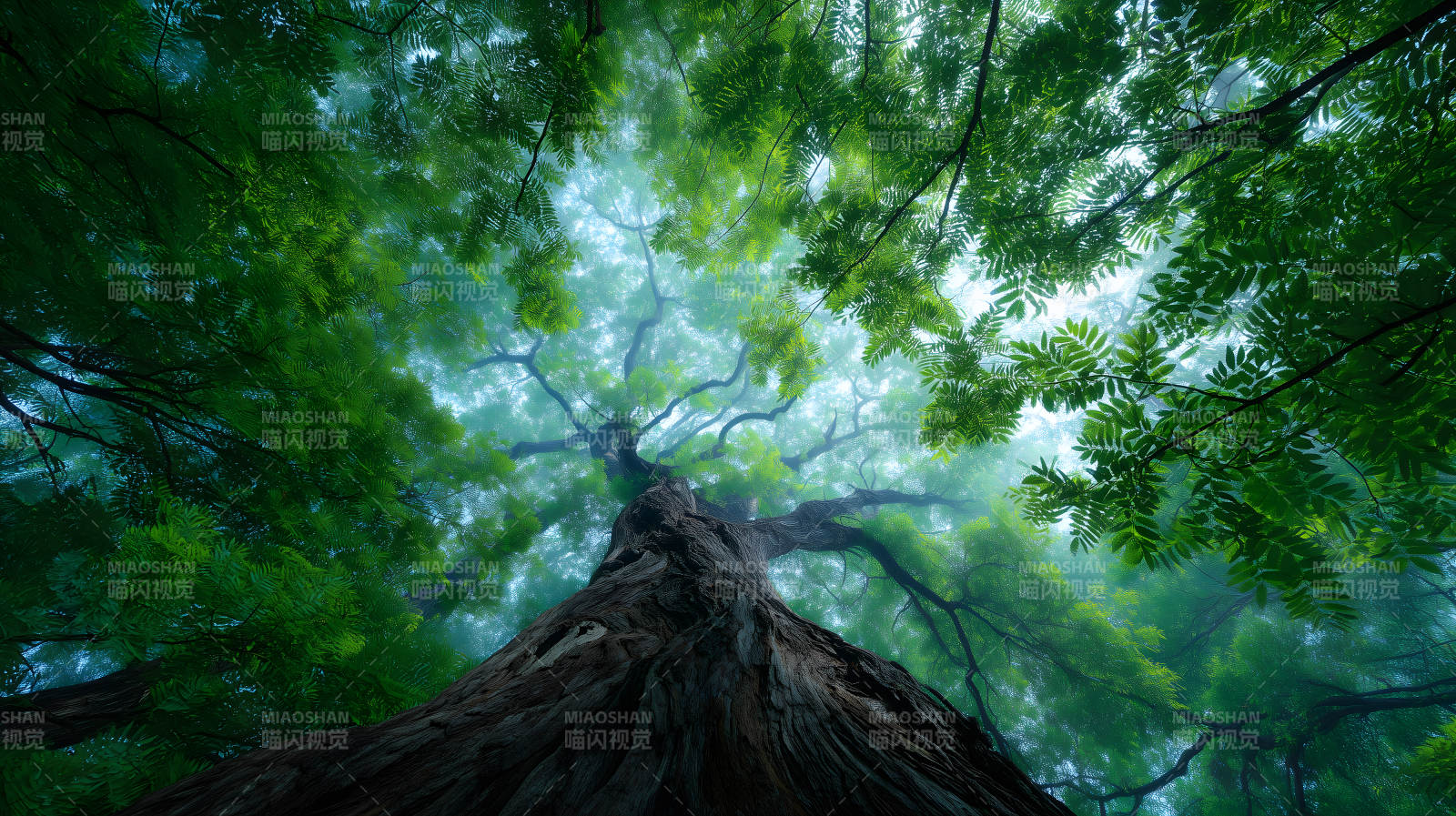 树木视角仰望天空图片