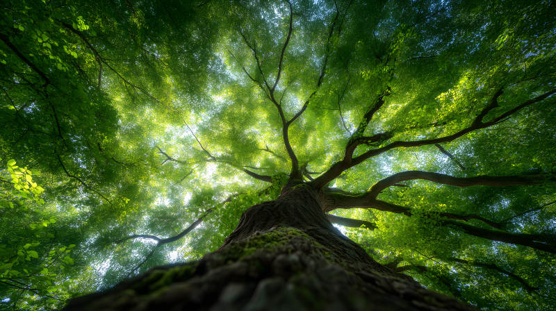 仰望参天大树绿意盎然图片