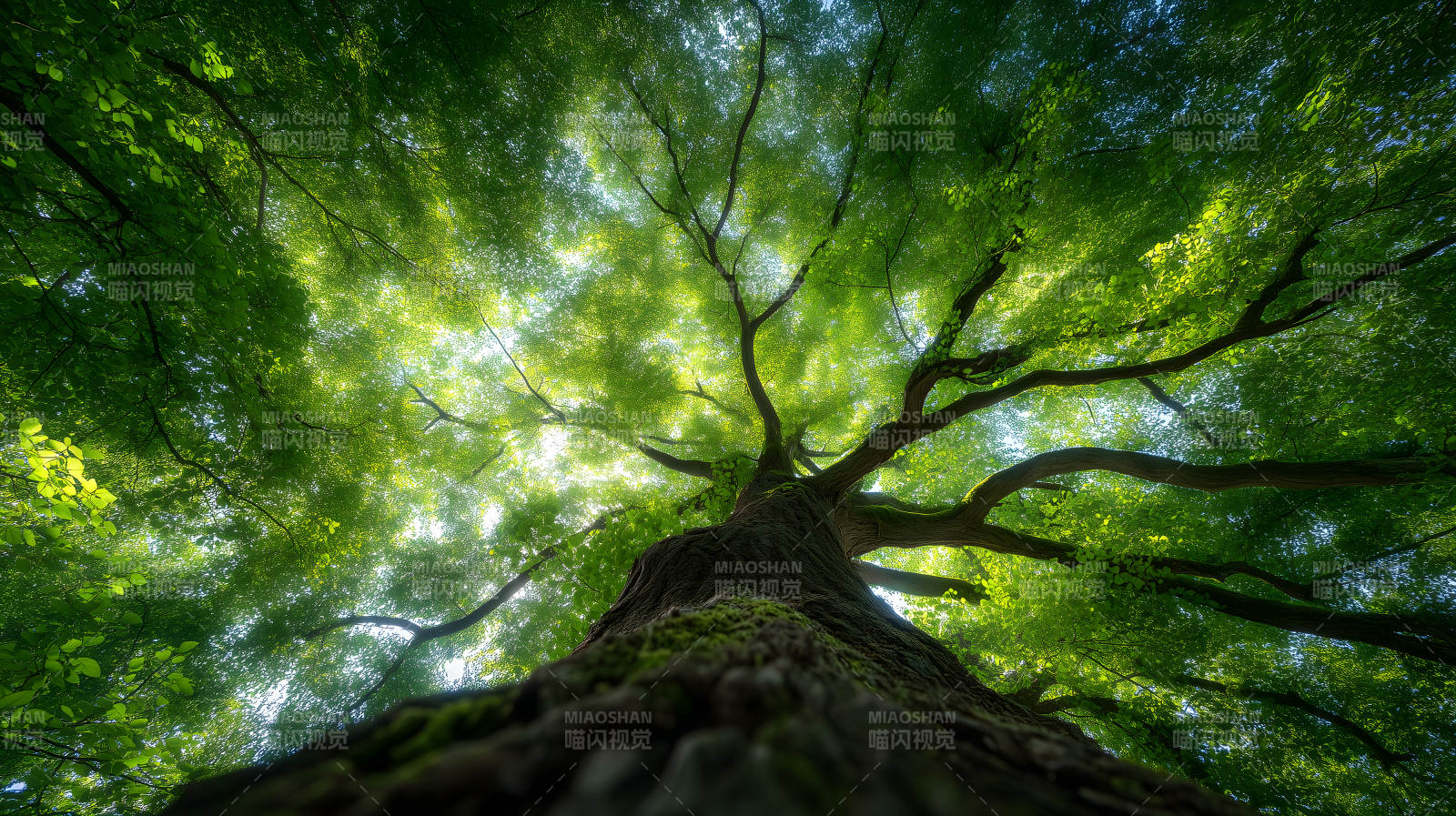 仰望参天大树绿意盎然图片