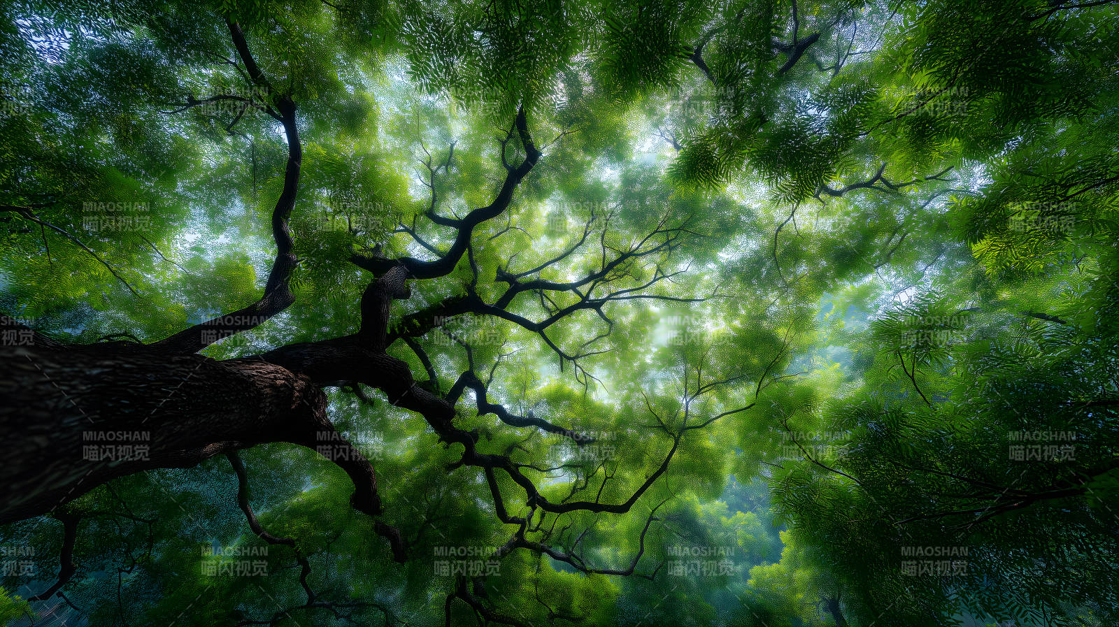 森林树冠仰视视角图片