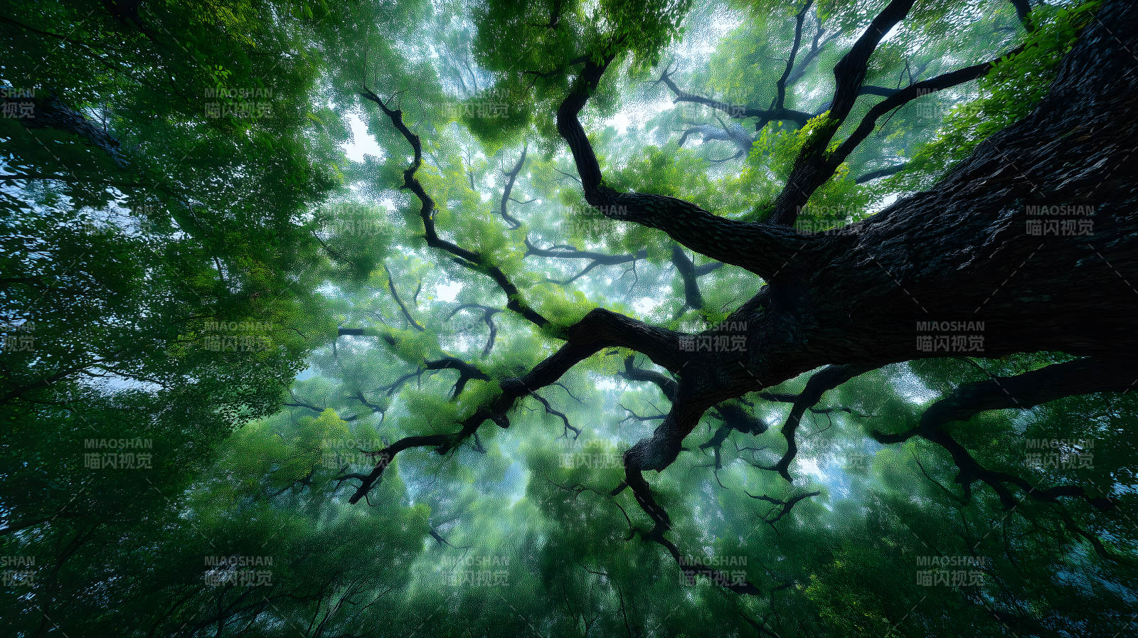 树木森林向上视野图片