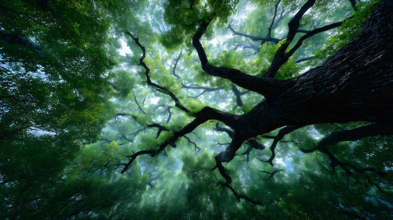 树木森林向上视野图片