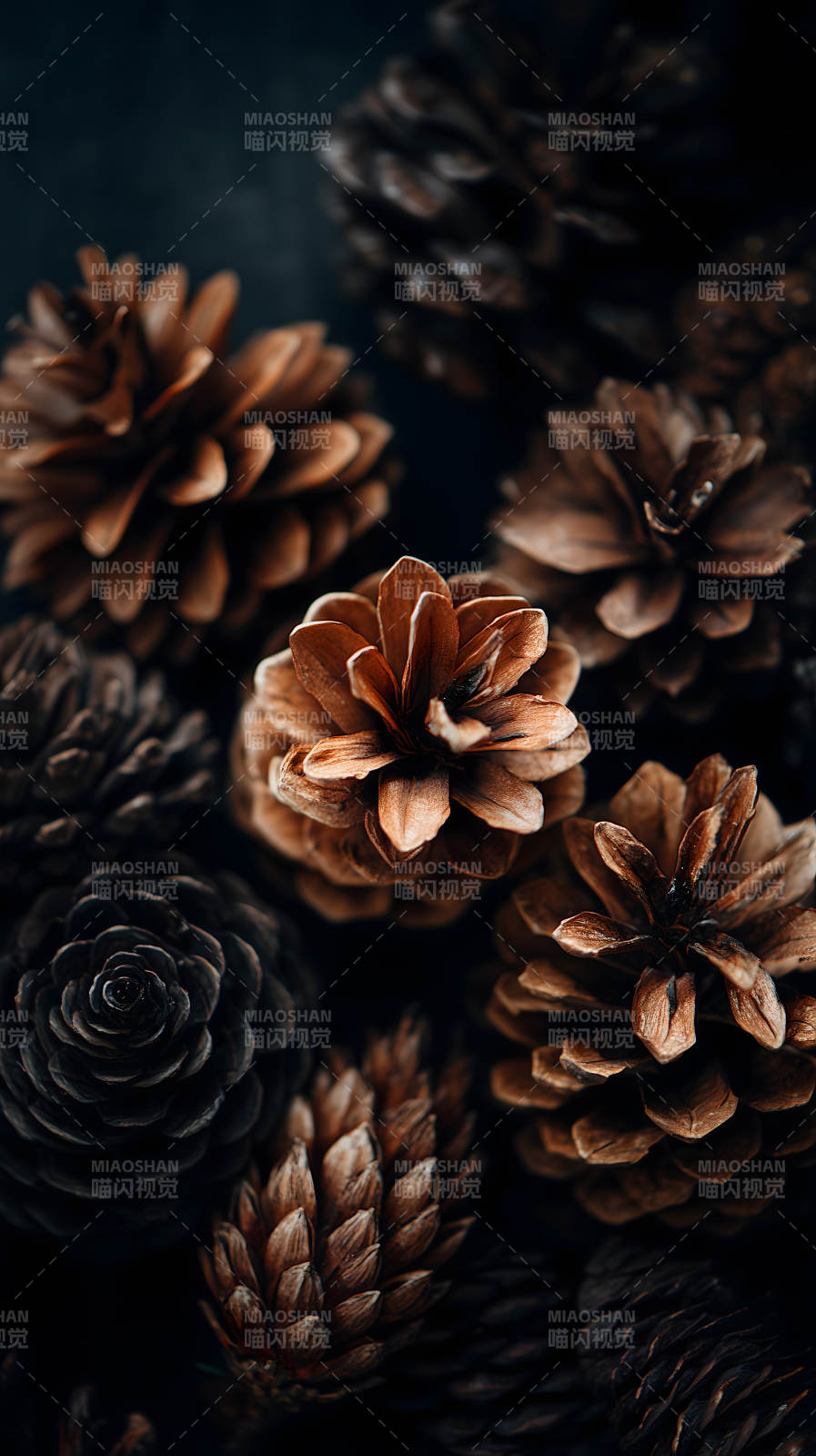 松果特写质感十足图片