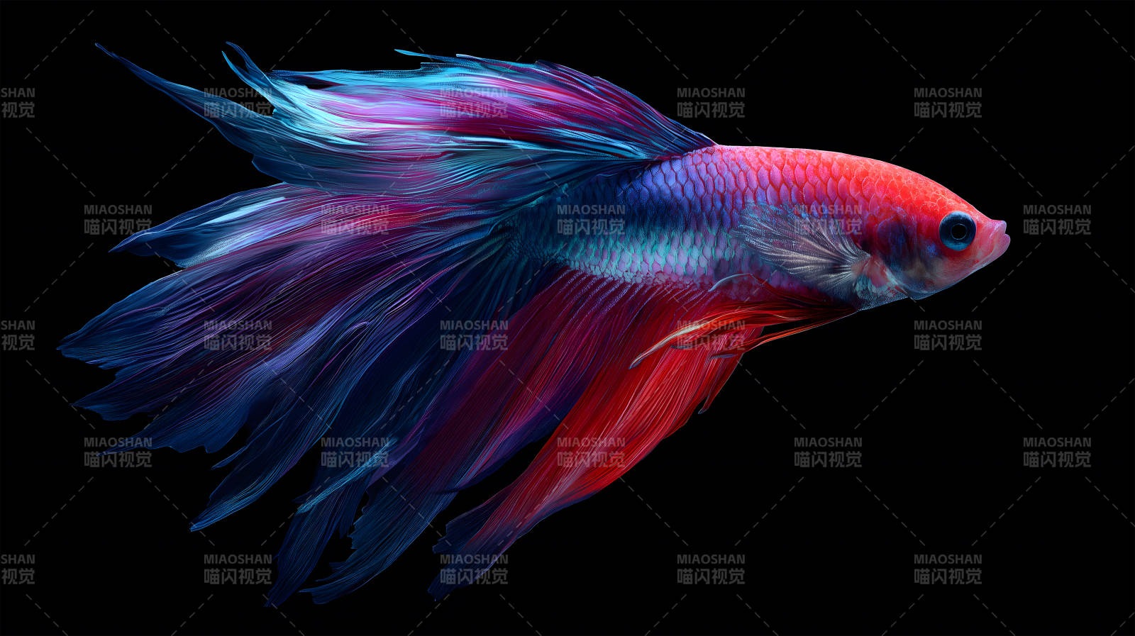 华丽的斗鱼在黑色背景中图片