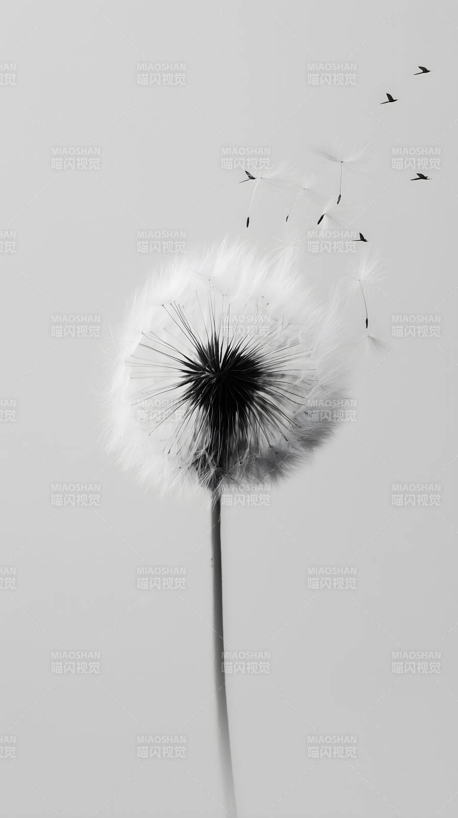 蒲公英飞舞随风飘散图片