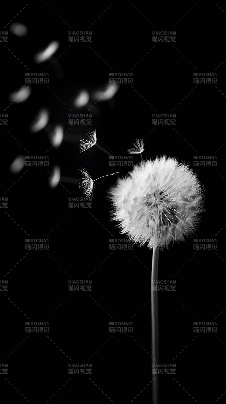 蒲公英飘散意境唯美图片