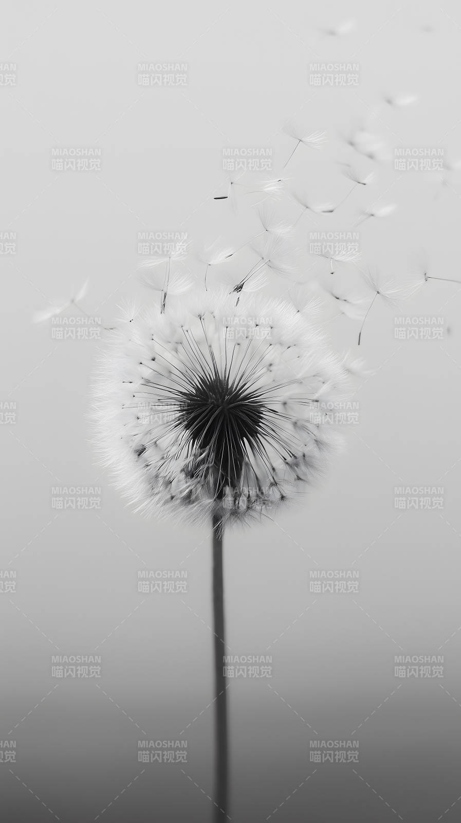 蒲公英飞舞瞬间图片