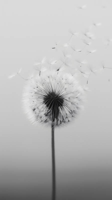 蒲公英飞舞瞬间图片