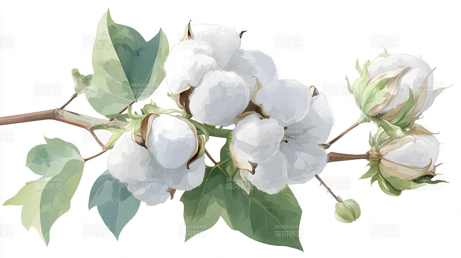 水彩棉花枝干图图片