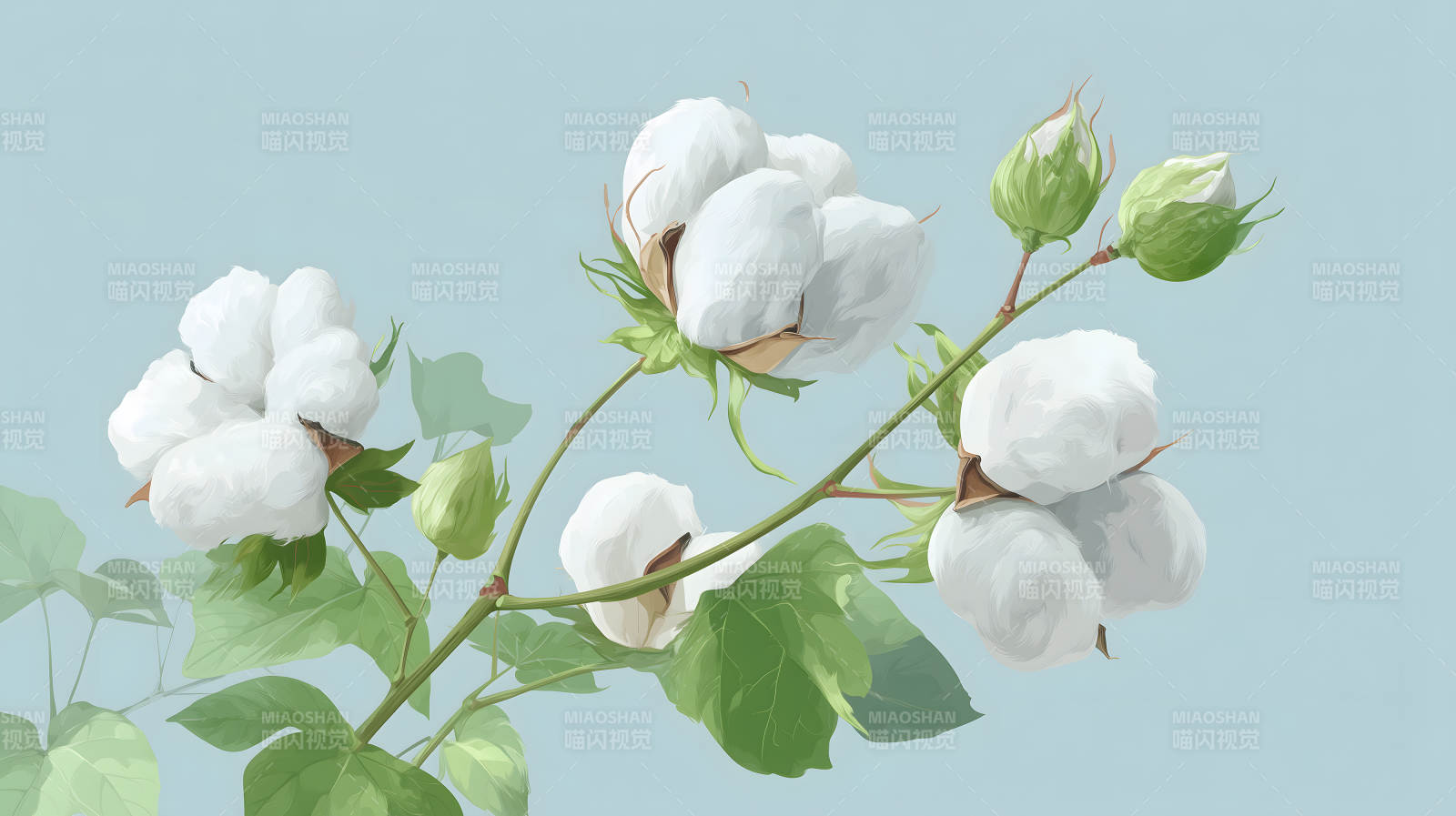 棉花枝干美丽素雅图片