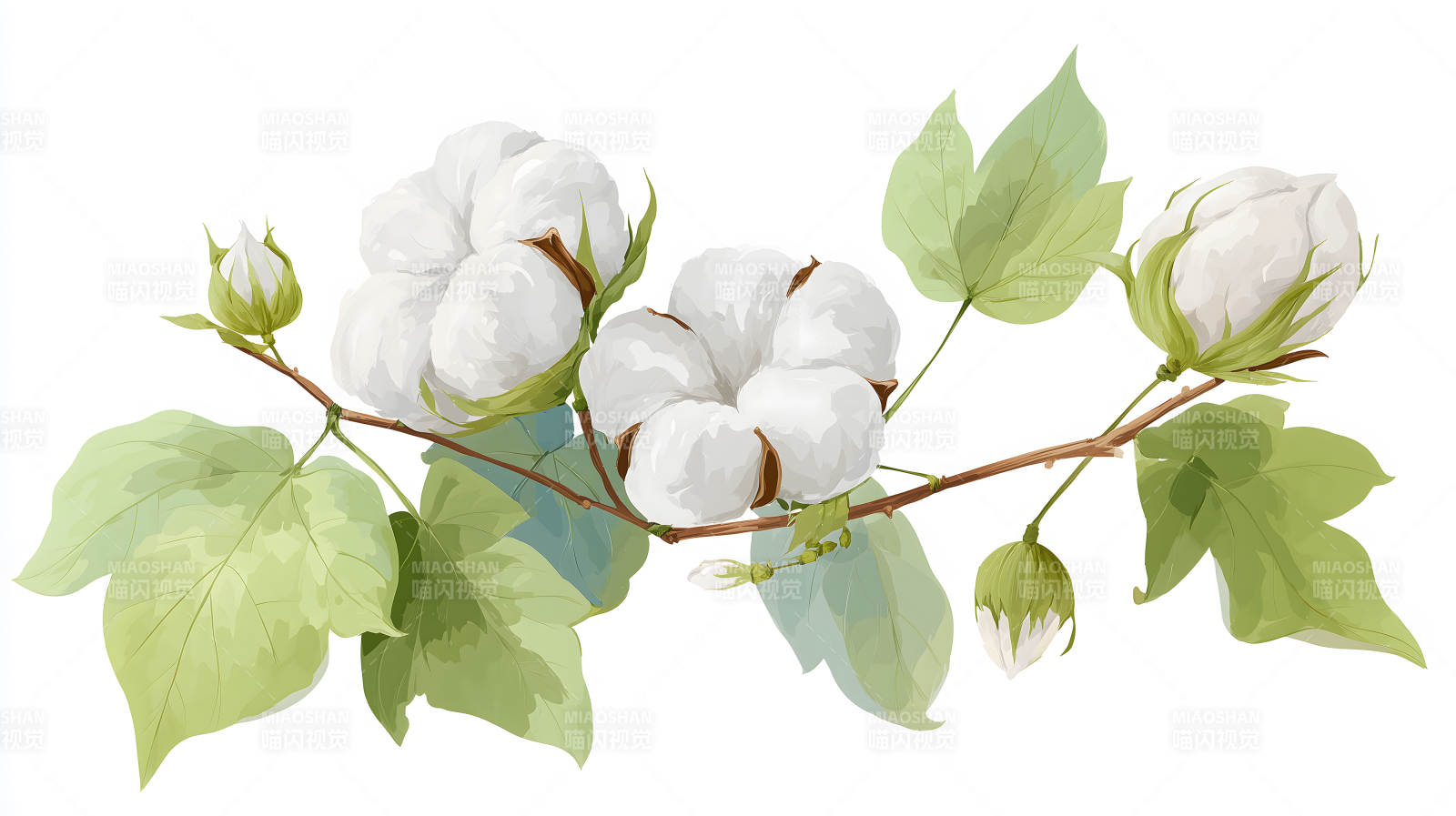 棉花水彩画清新自然图片