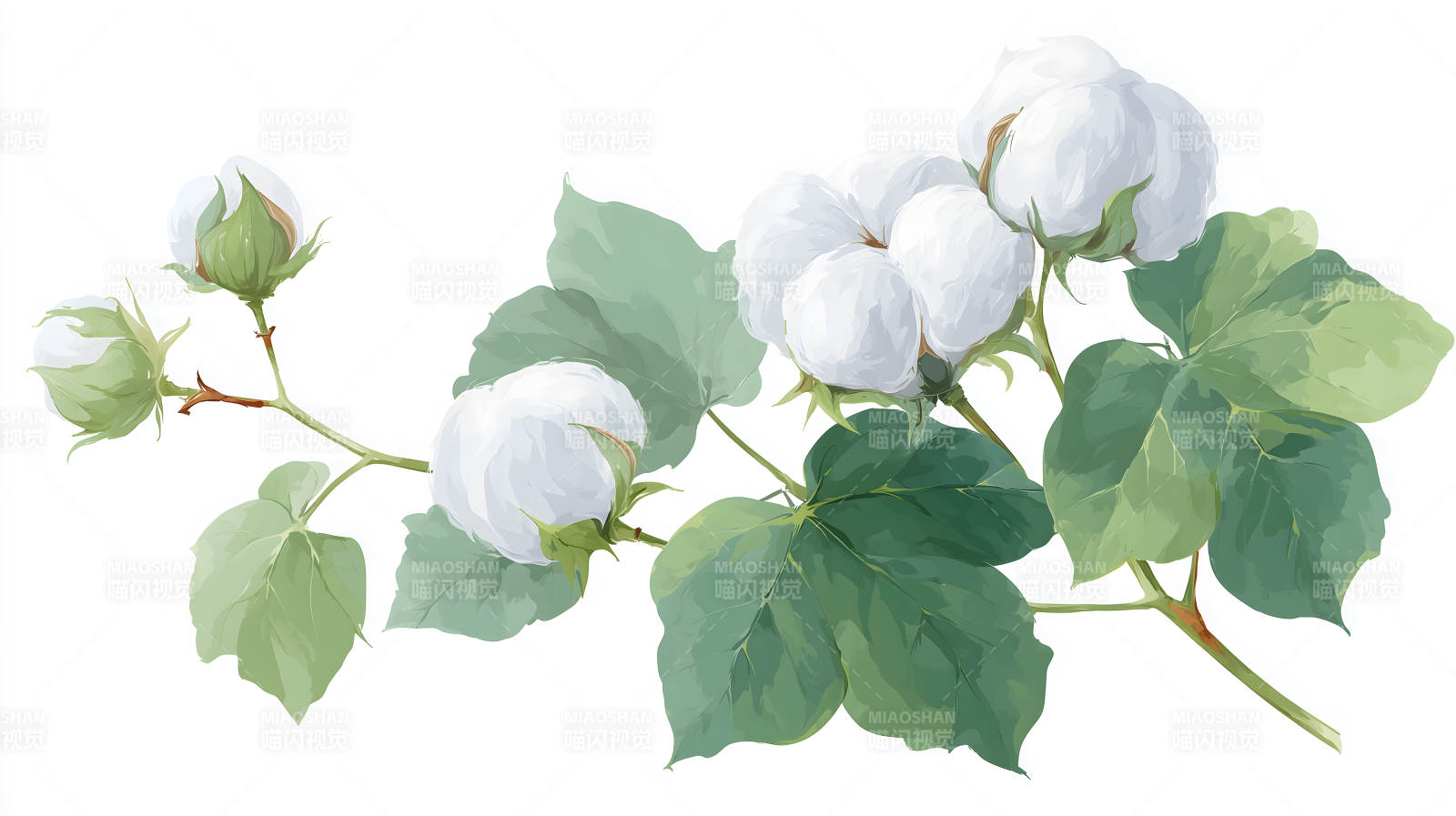 棉花枝干水彩画图片