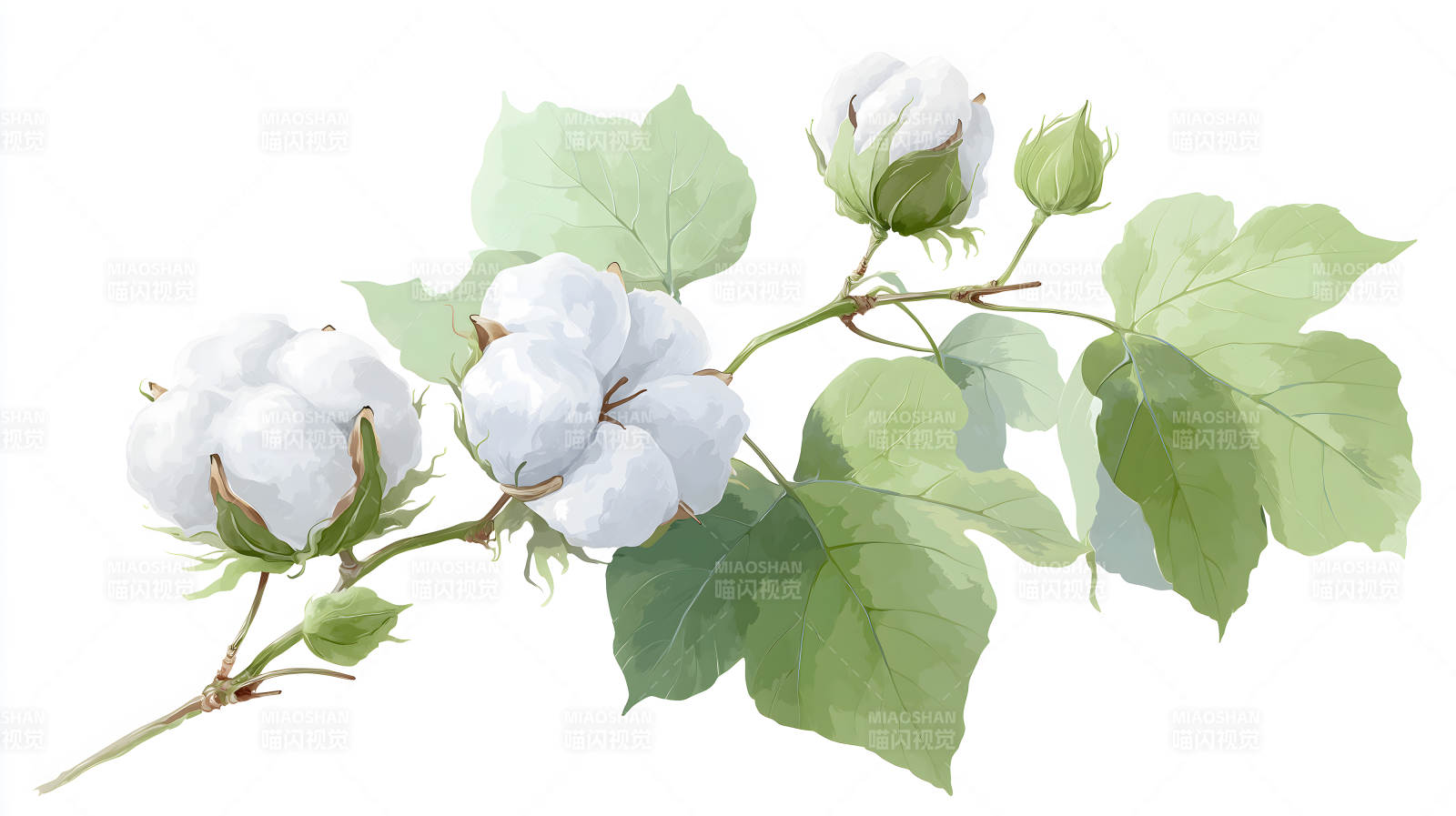 棉花枝干水彩画图片