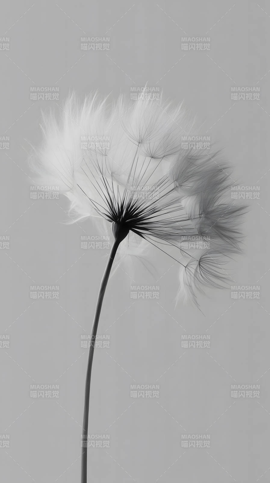 蒲公英优雅飘散瞬间图片