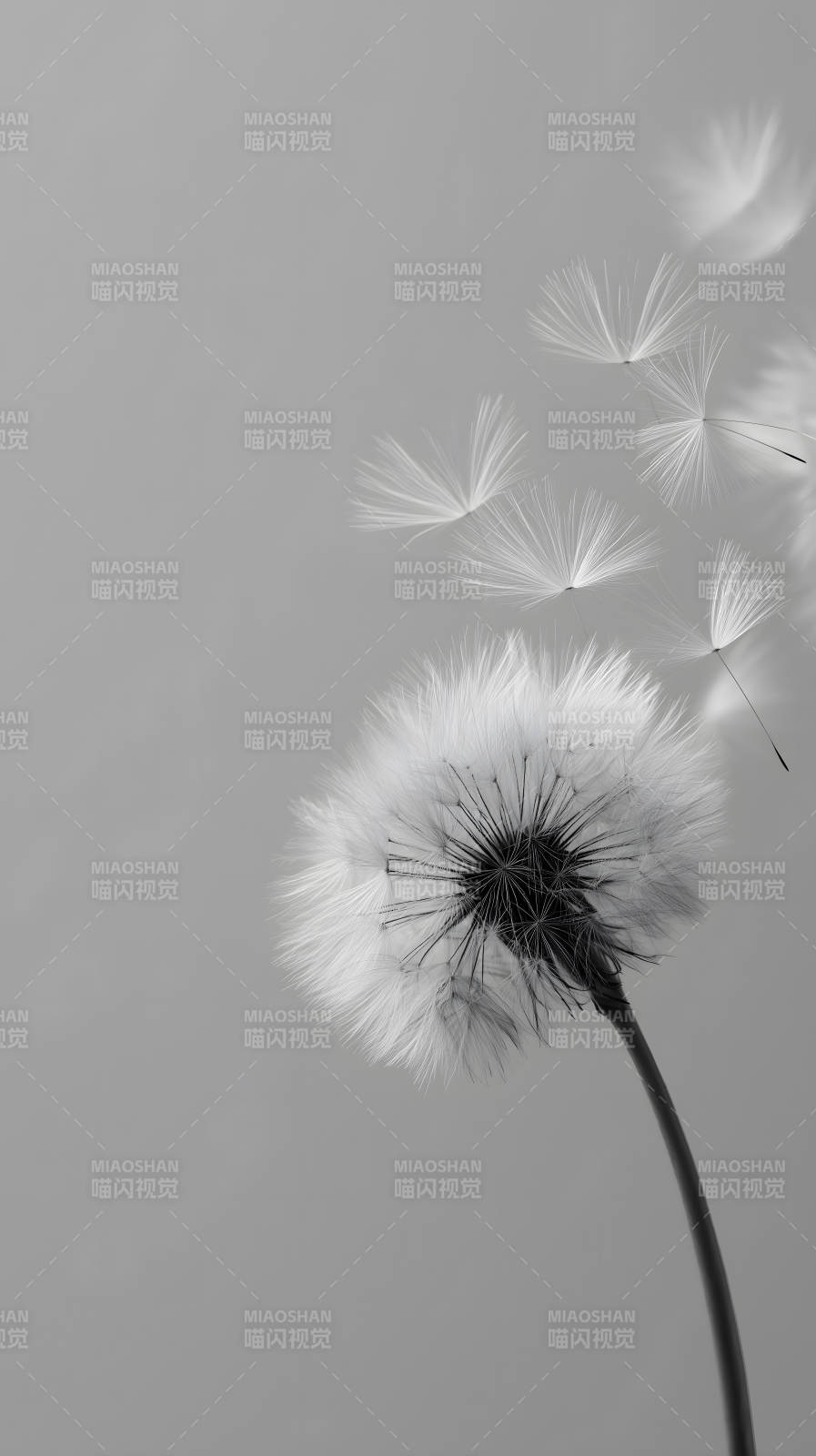 蒲公英飞舞的瞬间黑白摄影图片