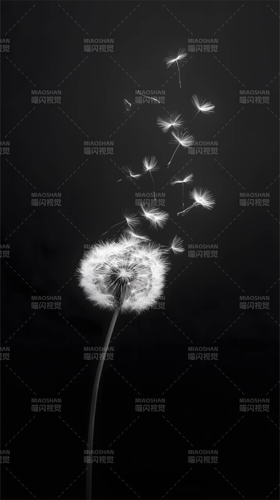 蒲公英飞舞瞬间图片