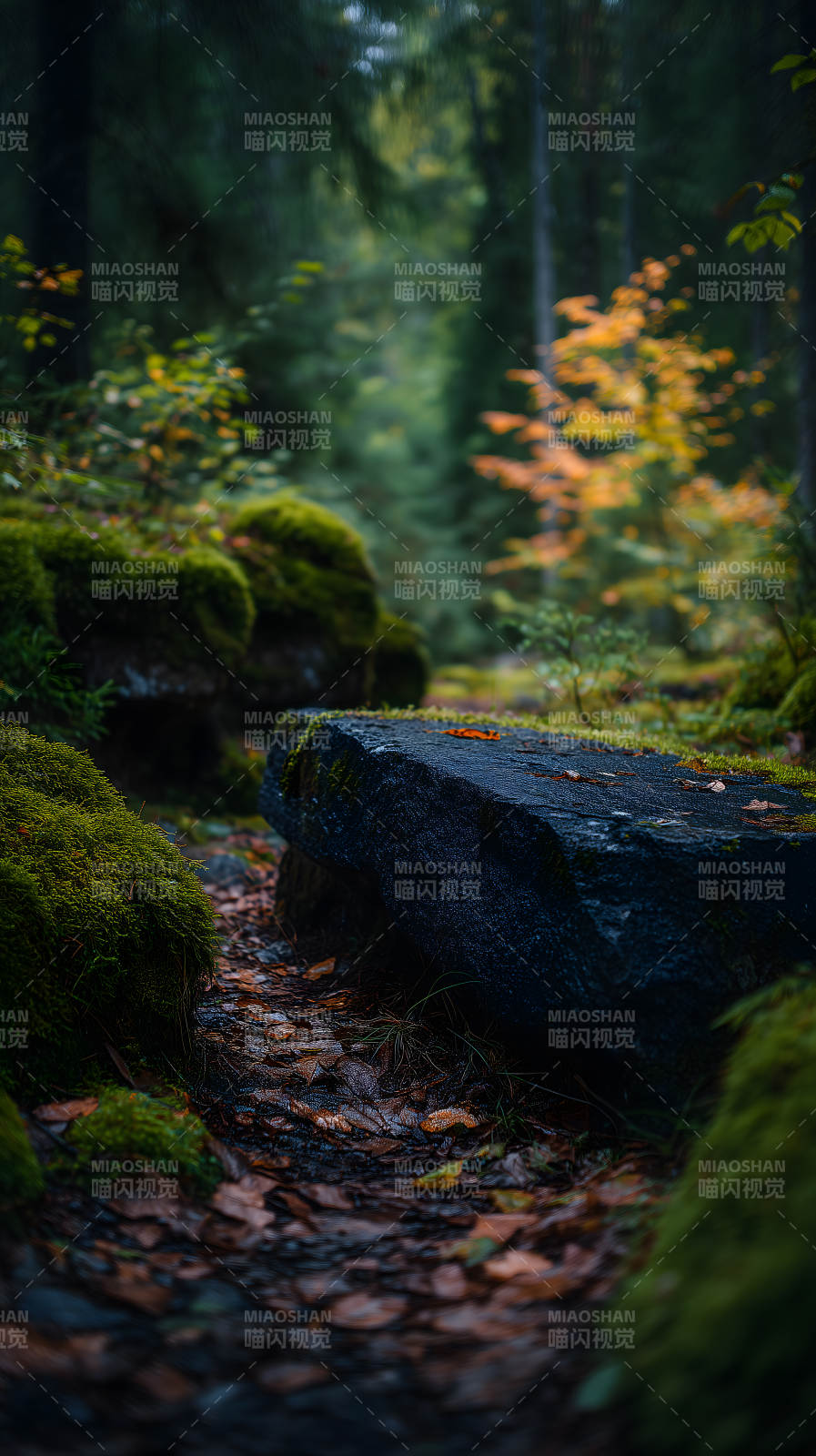 森林里的石头和落叶图片
