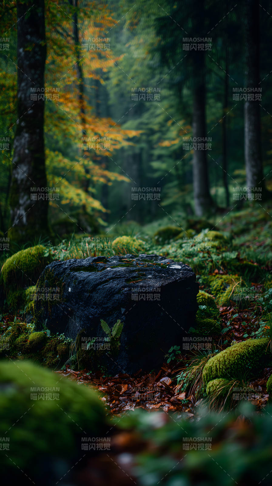 幽静森林岩石苔藓图片