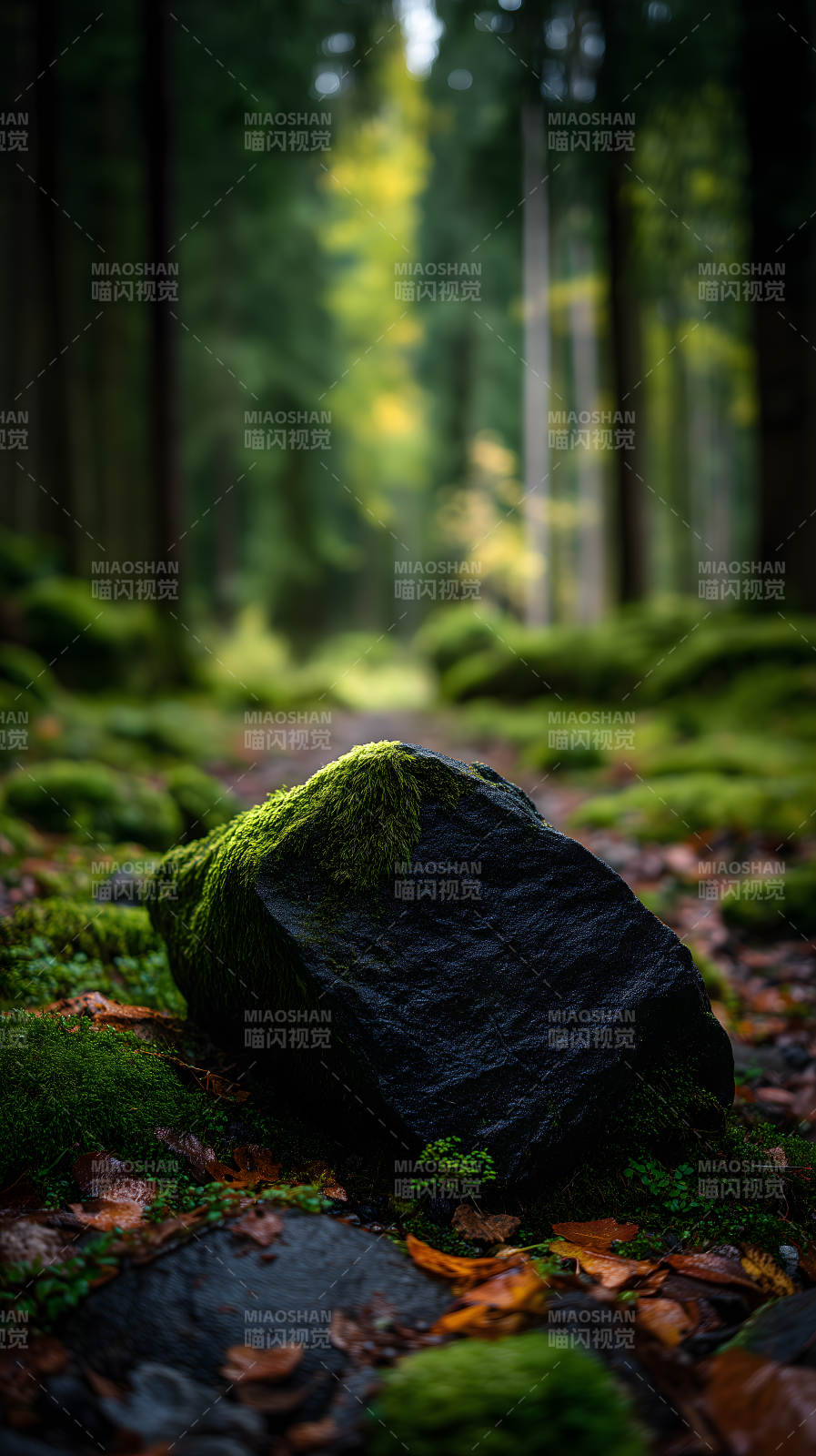森林深处巨石苔藓图片