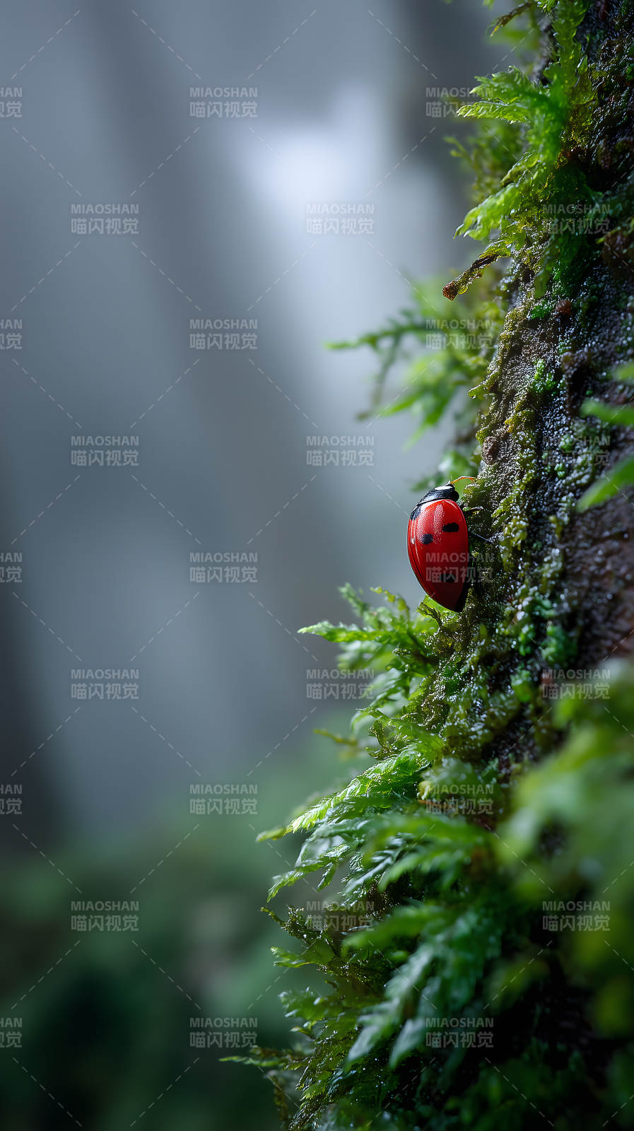 红甲虫栖息苔藓图片