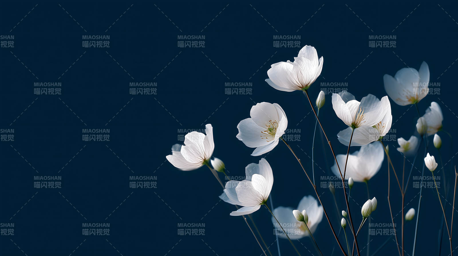 白花盛开深蓝背景图片