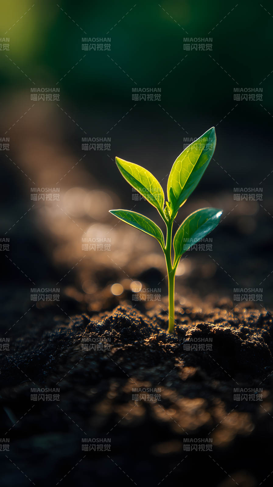 嫩芽破土而出生机勃勃图片