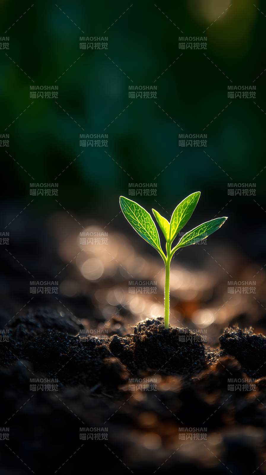 嫩芽破土新生希望图片