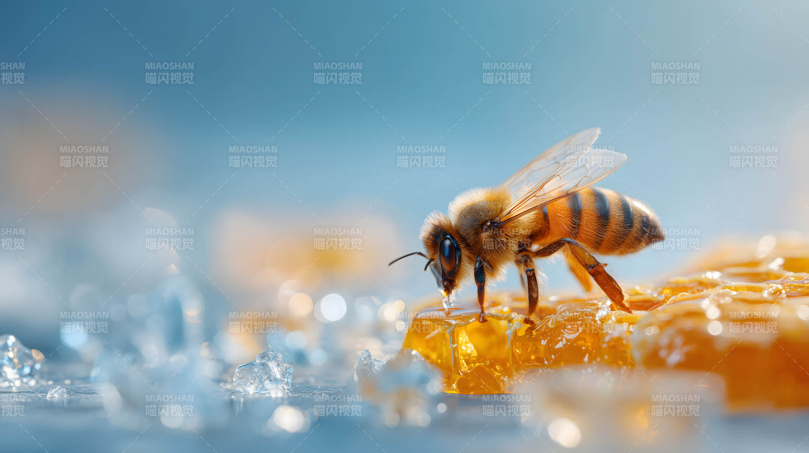 蜜蜂吸蜜清晰特写图片