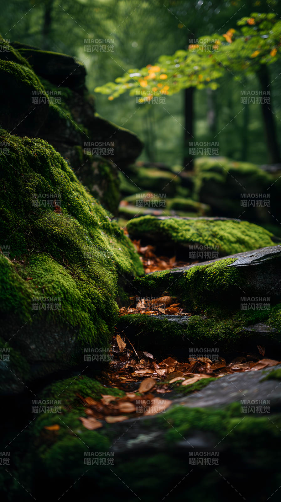 森林岩石上的青苔图片
