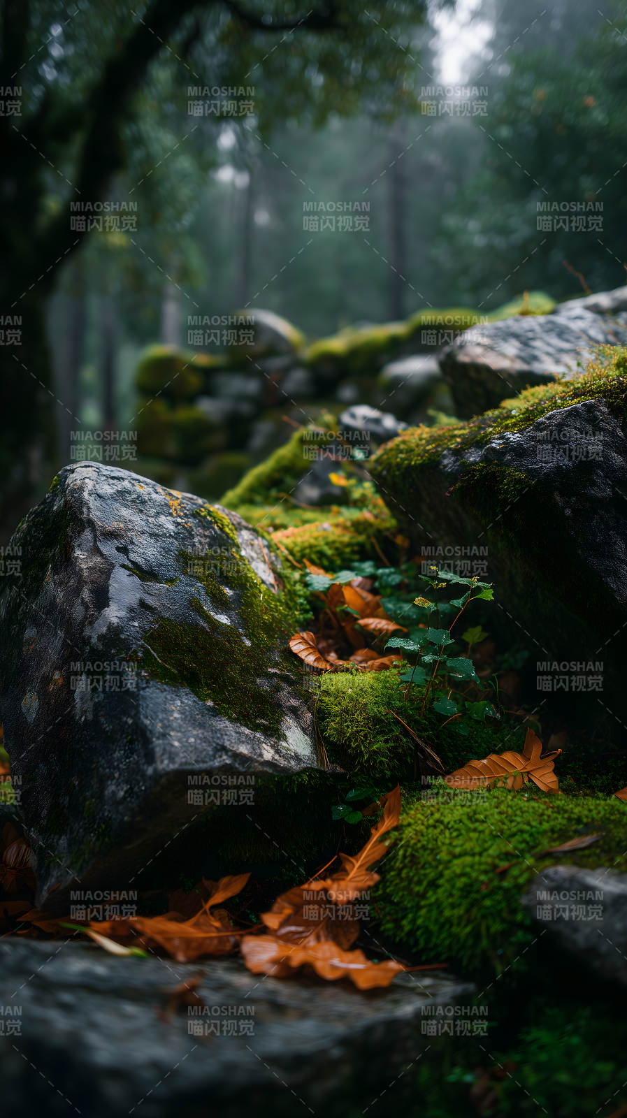 石头与森林的浪漫图片