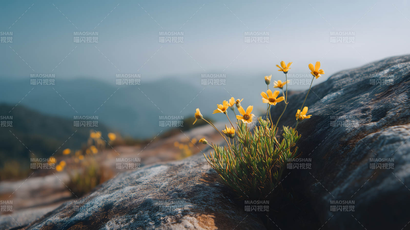 山间小花绽放光芒图片