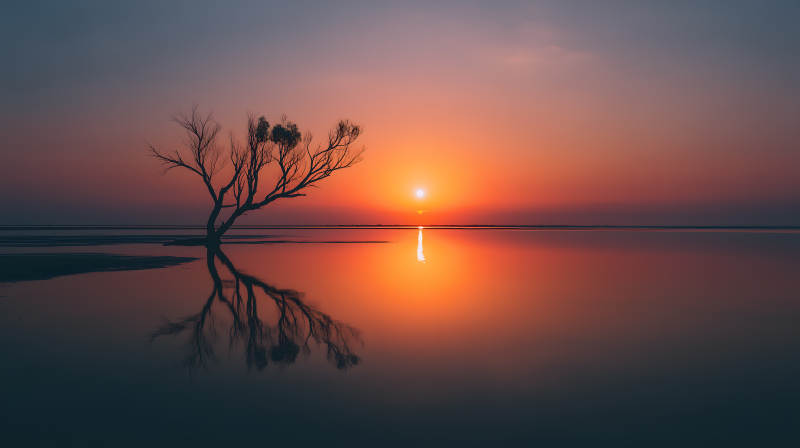 夕阳下的孤树倒影图片