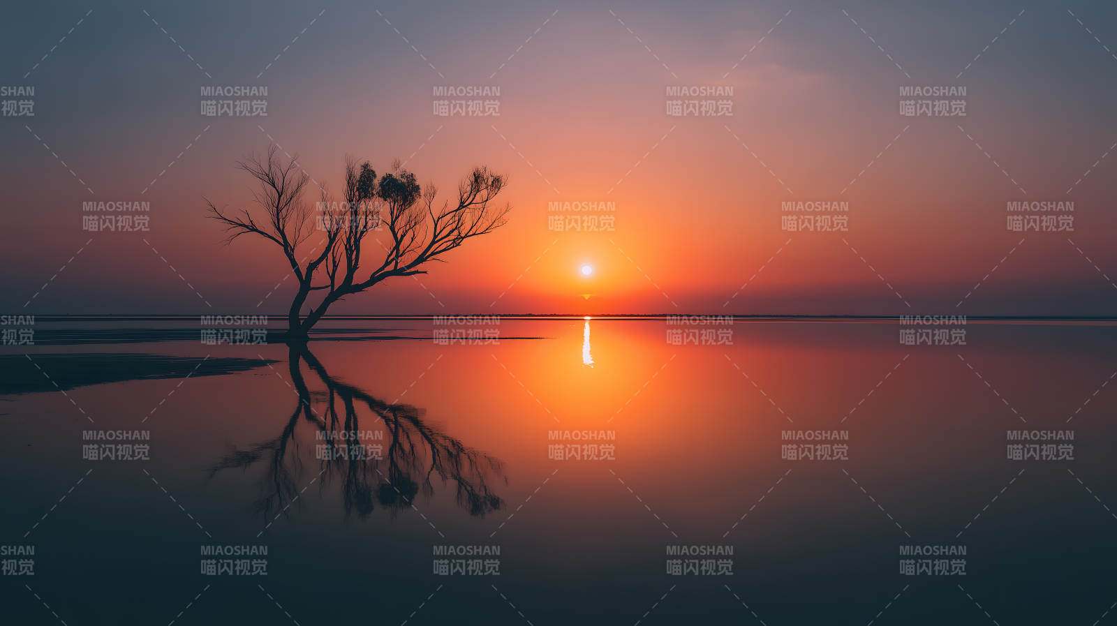 夕阳下的孤树倒影图片