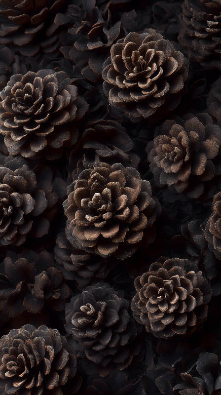 黑色花朵的艺术氛围图片