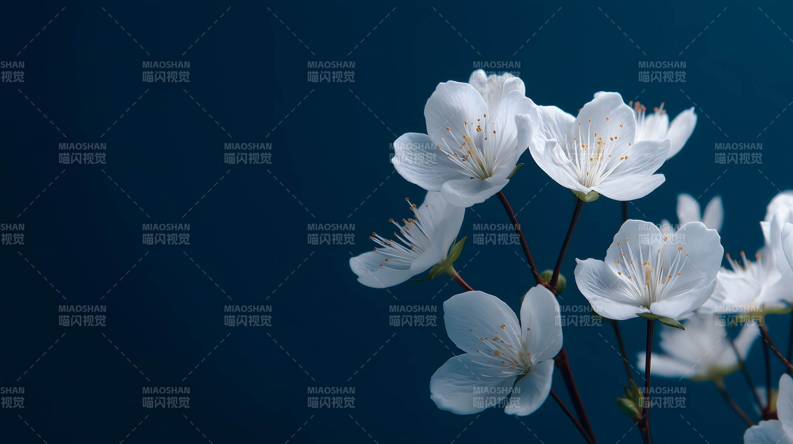 纯洁花朵绽放图片